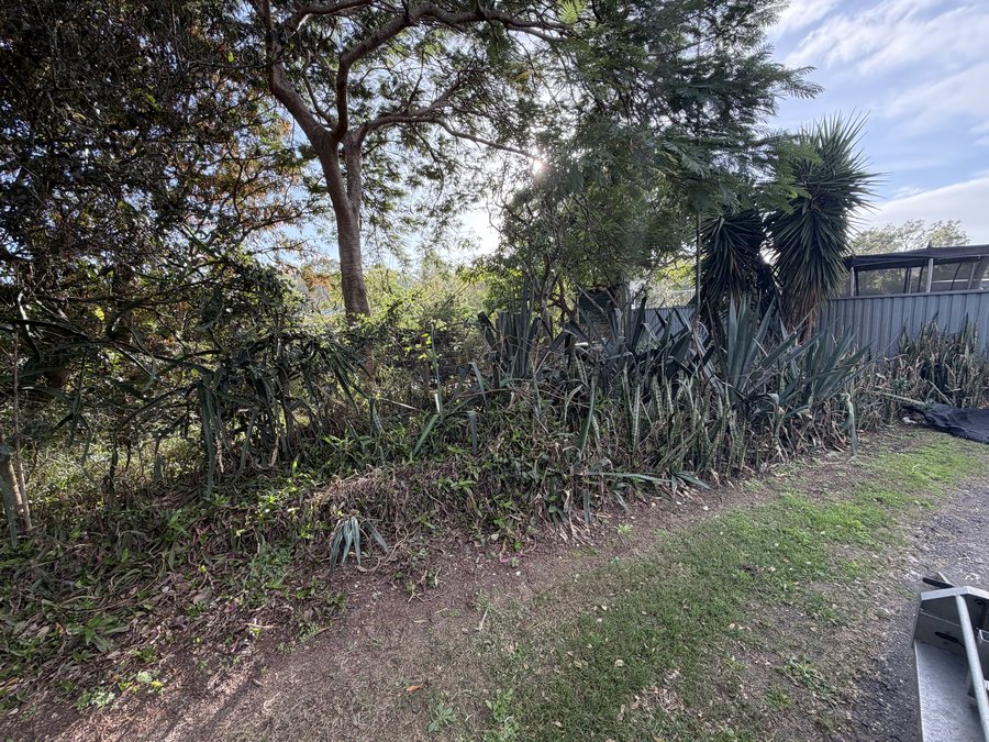 Overgrown, weedy garden bed before clean-up, Bundaberg