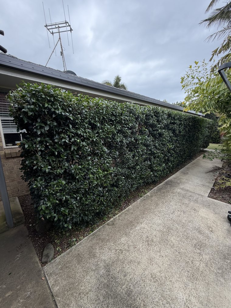 Neatly trimmed hedge with clean lines after, Bargara