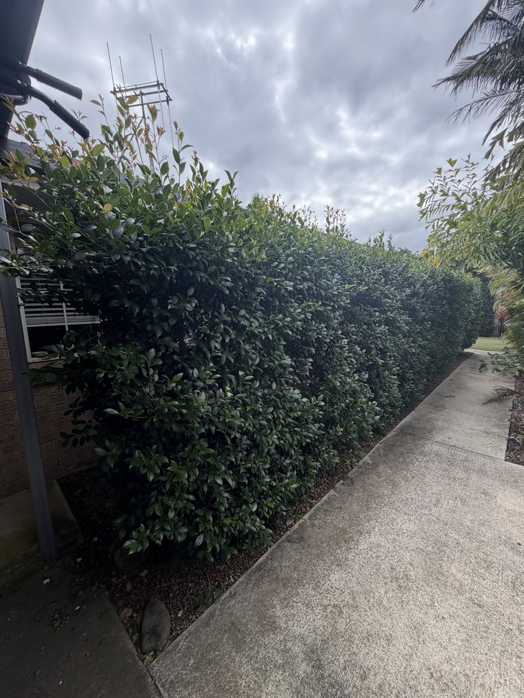 Overgrown hedge before trimming, Bargara